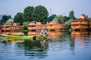 Bougainvilleas on Lombard Street,  San Francisco, Tokyo