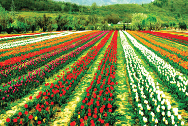 Bougainvilleas on Lombard Street,  San Francisco, Tokyo