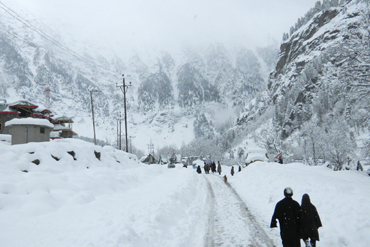 Bougainvilleas on Lombard Street,  San Francisco, Tokyo