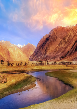 Bougainvilleas on Lombard Street,  San Francisco, Tokyo