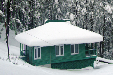 Bougainvilleas on Lombard Street,  San Francisco, Tokyo