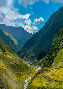 Bougainvilleas on Lombard Street,  San Francisco, Tokyo