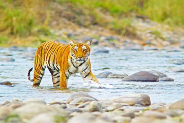 Bougainvilleas on Lombard Street,  San Francisco, Tokyo