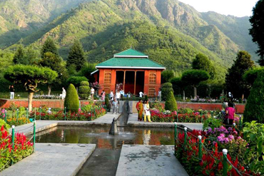 Bougainvilleas on Lombard Street,  San Francisco, Tokyo