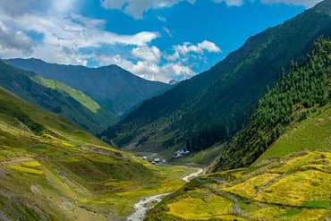 Bougainvilleas on Lombard Street,  San Francisco, Tokyo